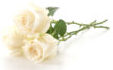 white rose